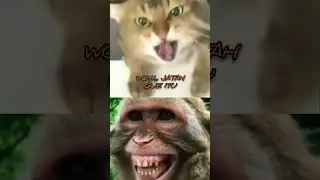 NGAMUK !! jatahnya di ambil #shorts #funny #shortsvideo
