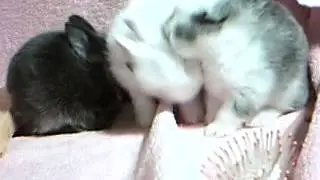 Ninchen putzen sich-Nuca,Leyla,Coco