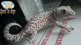 Petting My Tokay Gecko