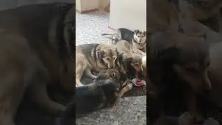 В прямом смысле. Работа у меня хорошая, сутки через трое. Коллектив ещё лучше - суки через двое😂