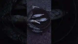 Маааааленький улов 🐡р. Томь #просто_сантехник