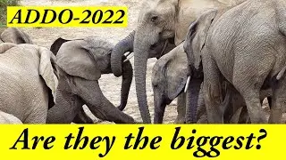 Unbelievable! 2022 Addo Elephants: Have Everyone Asking..."Are They the BIGGEST?!"