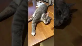 说他还闭眼不听！