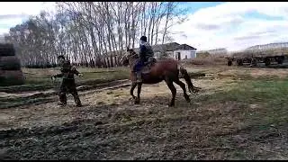 Обучение жеребца, по колхозному! Обучение лошади!