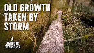 Old Growth Storm Damage & Wood Stove Spring Clean