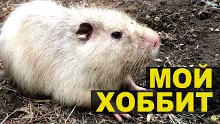 Живность в моём огороде. Похож на бобра или нутрию. А может хоббит?