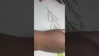 Веточка Новогдней Ёлочки
