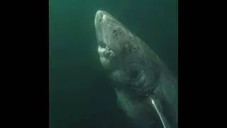 A 392 year old Greenland Shark that was located in Arctic Ocean. Alive since 1627 😯