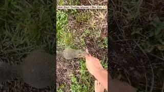 This Squirrel stole girl emotional Heart 🥰