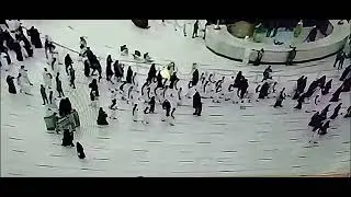 Penampakan Burung Dara Emas Melintas di atas Kabah
