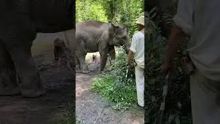 Выгулка слоников