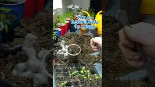 #seedlingtrays #replanting #cantaloupe