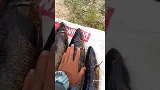 i get big one #fishhunting #fishing #fishinglife #harvest #funny #adventure #shorts #ytshorts