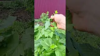 Скрутились концы на смородине, что дальше? #shorts #сад #garden #дача