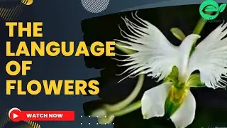 Flowers that Echo Animals, Insects, and Peoples? සතුන්, කෘමීන් සහ මිනිස් හැඩයන් අනුකරණය කරන මල්?