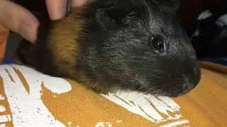 My cute Guinea pig #guineapig #pets #cuteanimals #cuteguineapig