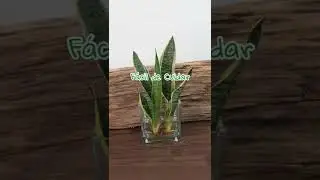 Esta Planta es una Bendición de Dios 