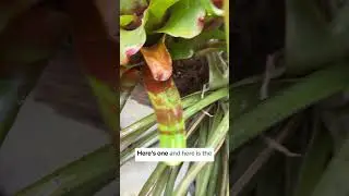 Understanding bromeliad care #houseplants #bromeliads #indoorplants