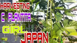 GIVING WATER TO  MY PLANTITA AND HARVESTING  C PLANTITA GIRL JAPAN🍁🌾🌱🌴🇯🇵