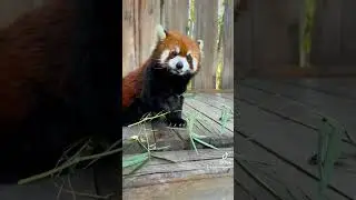 Can I lose weight by eating bamboo?🤔🤔🤔#fy #fyp #trending #cute #adorable #redpanda #Iove