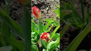 ТЮЛЬПАНОВ МНОГО НЕ БЫВАЕТ#КРАСИВОЕ ЦВЕТЕНИЕ ТЮЛЬПАНОВ#