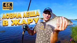 Ловля леща на реке в жару. Фидерная рыбалка на реке Шача. Чехонь не перестает клевать на фидер.