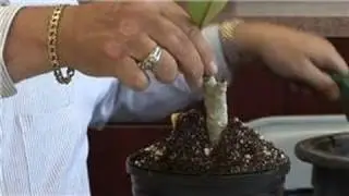 Plumerias 101 : How to Grow Plumerias in Containers