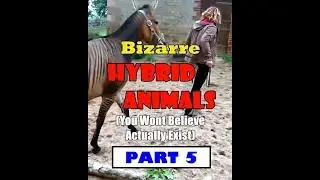 Part 5: Bizarre HYBRID ANIMALS You Won't Believe Actually Exist | OFW Insights World