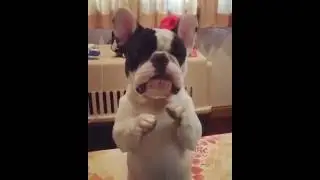 Pitying faces -Baby Dog