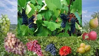 Grapes Kuderka. Winter hardy wine grape