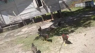 Ayam Bangkok bapak trikora