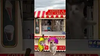 El Gato cuts the line  #shortsfeed #shorts #shortvideo