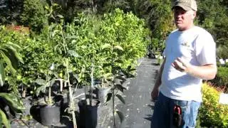 Plant Profile: Persimmons