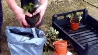 Overwintering Strawberry Plants
