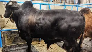 BIGGEST BLACK BULL & HASHA BULL COLLECTION For Qurbani Eid 2024 • Heaviest Bull • Cow Lovers