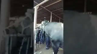1,5 мл тенгелык  бұқа