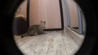 Худеем к лету с Тайсоном