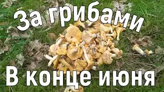 В лес за грибами. Завтра июль.