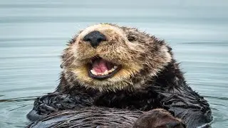 Otter Sounds - Noises