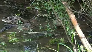 Мы теперь утята - кря, кря