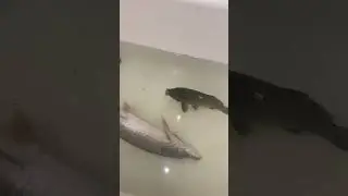 рыбалка, рыбалка на щуку, fishing, рыбалка 2025, щука, ловля щуки, удачная рыбалка,
