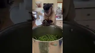 ينفع في المطبخ