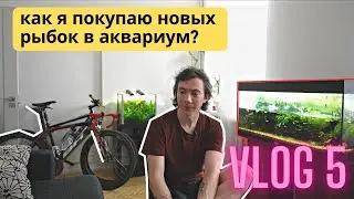 Обзор моих аквариумов / Купил новых рыбок / Красные неоны / Шоколадные гурами