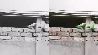 Parrots