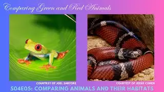 Comparing Green and Red Animals