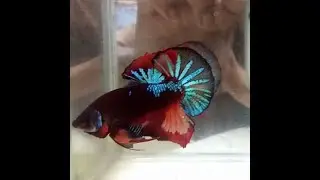 Avatar Nemo over tail