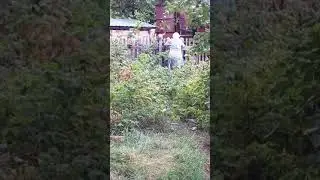 Щенка отпустили побегать