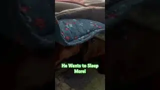 Dachshund Growling when being Woke up...
