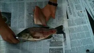 How to fillet Largemouth Bass | Boneless filleting method!