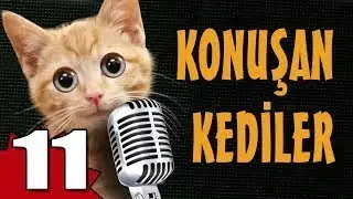 Pisicik TV - Konuşan Kediler 11 - En Komik Kedi Videoları !